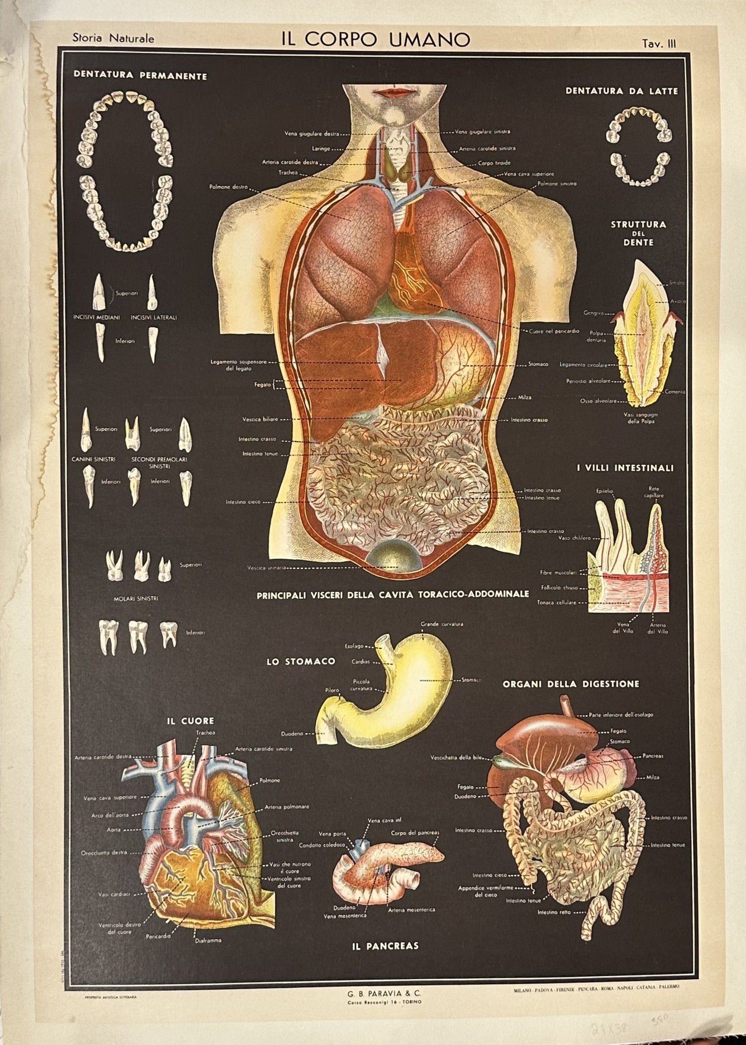 This poster is an antique anatomical chart titled "Il Corpo Umano" (The Human Body), published by G.B. Paravia & C. It is a detailed educational tool depicting various aspects of human anatomy.