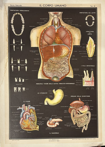 Link to  Il Corpo UmanoItaly, c. 1900s  Product