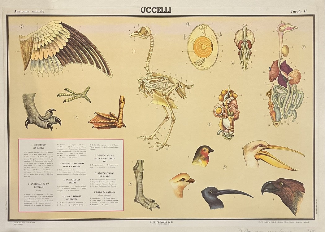 this poster is an original educational poster from G.B. Paravia & C., depicting the anatomy and morphology of birds (Uccelli in Italian). It is titled "Anatomia animale - UCCELLI - Tavola 11