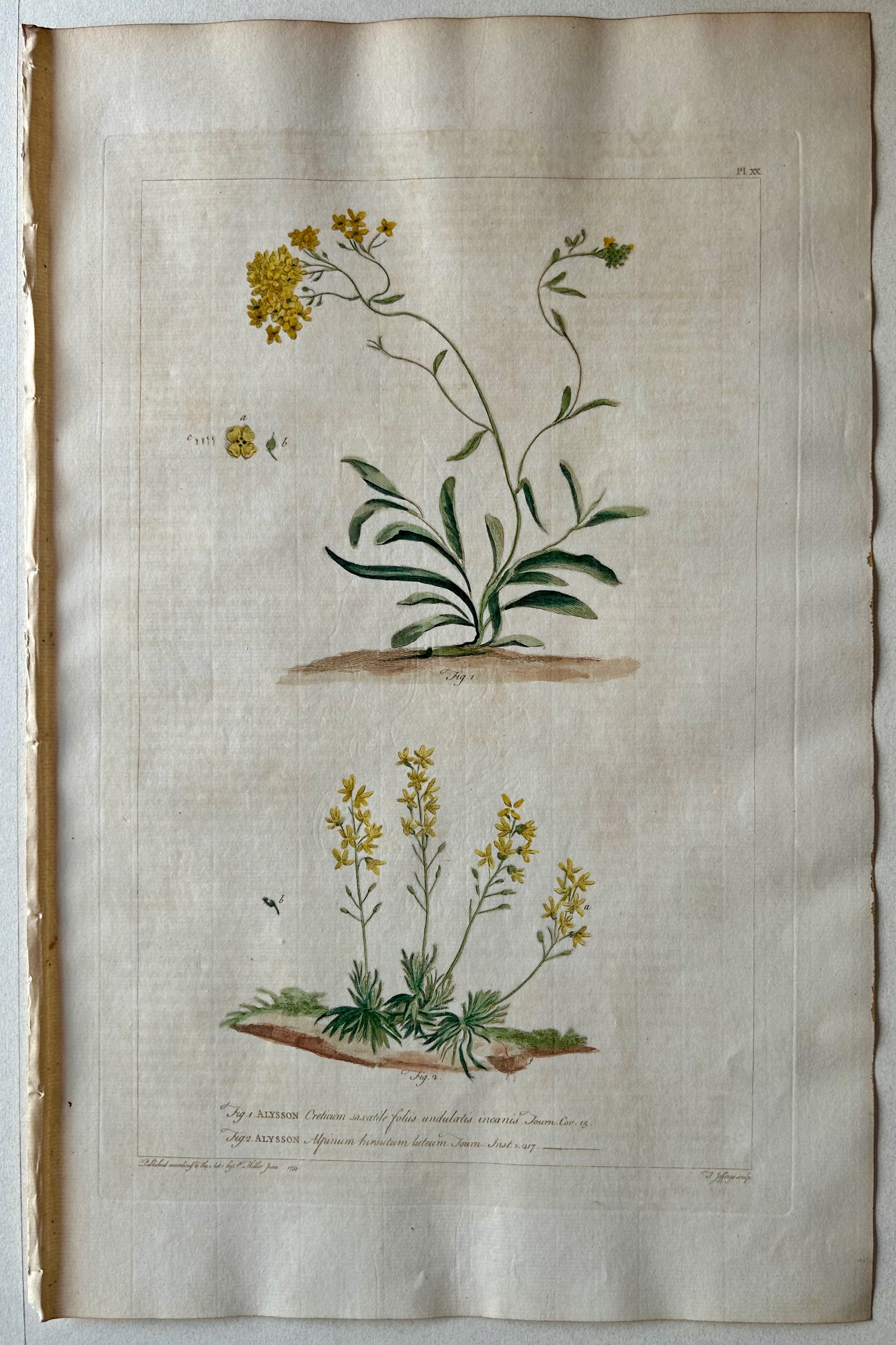 #20 Alysson creticum saxatile foliis