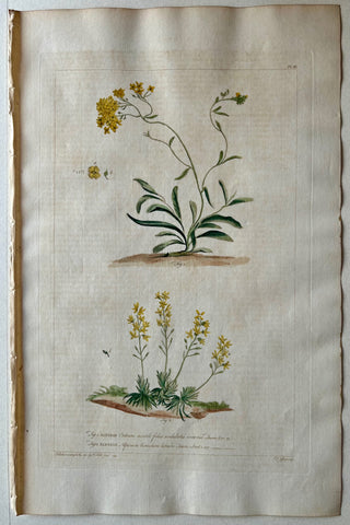 Link to  #20 Alysson creticum saxatile foliisLondon, 1770  Product