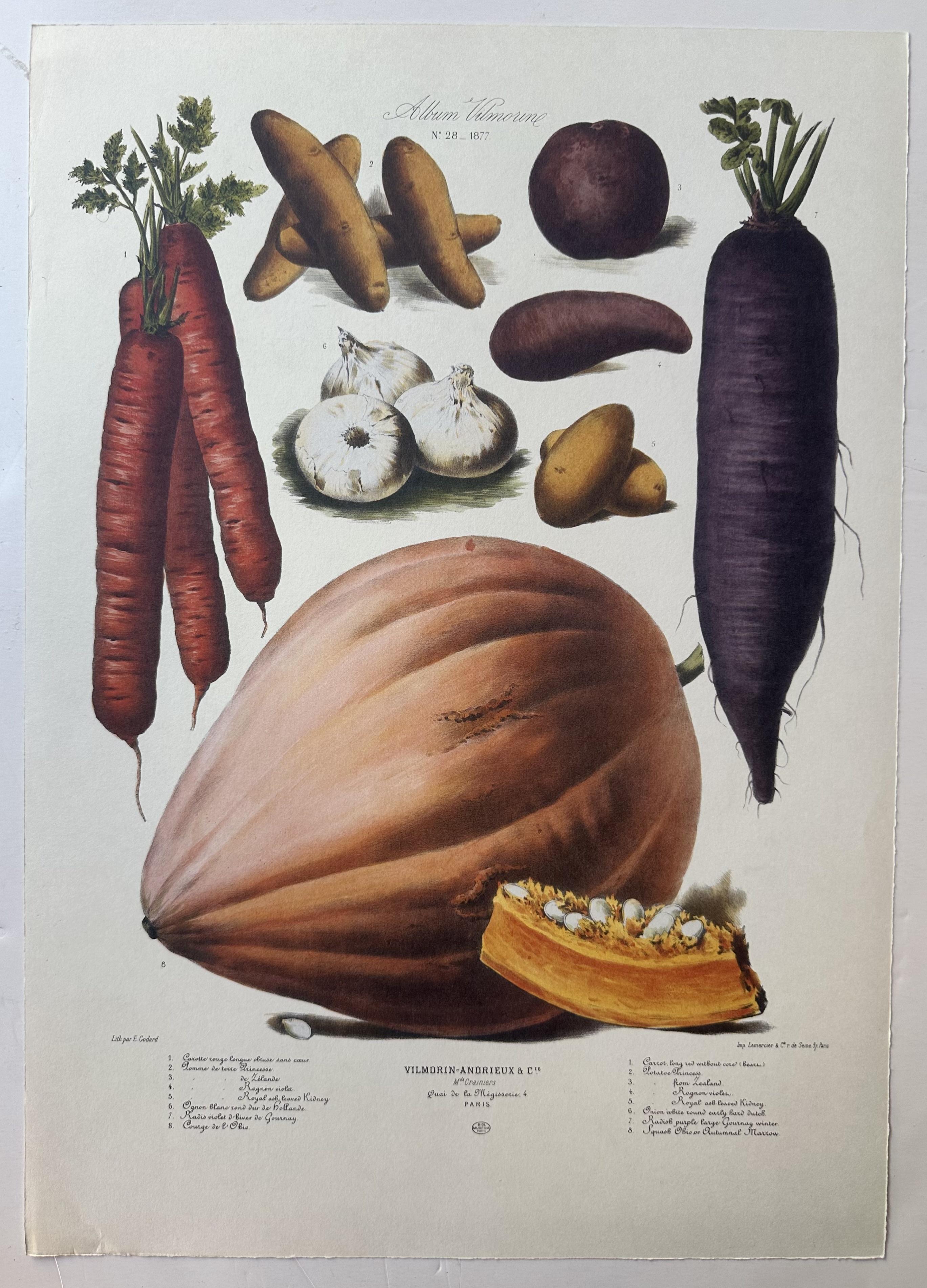 Album Vilmorin Vegetable Print #28