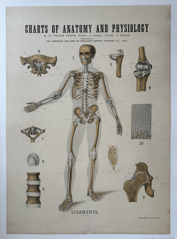 Link to Charts of Anatomy and Physiology: LigamentsUnited States, c. 1909 Product