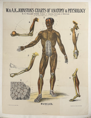 Link to Charts of Anatomy and Physiology: MusclesScotland, c. 1910s Product