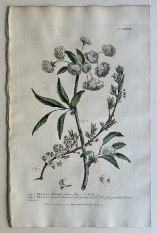 Link to  #89 CerasusEngland, 1770  Product