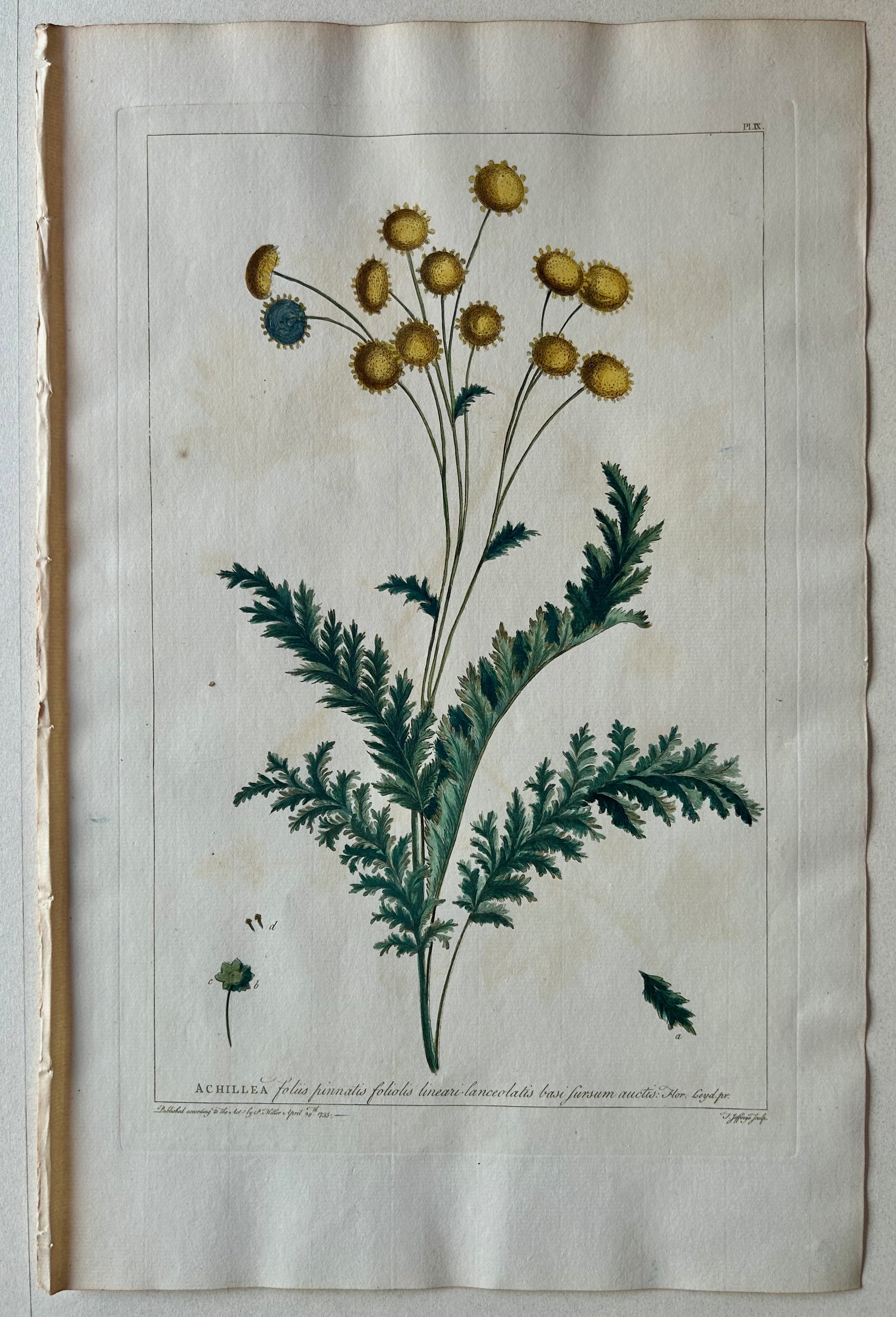 #9 Achillea foliis pinnatis