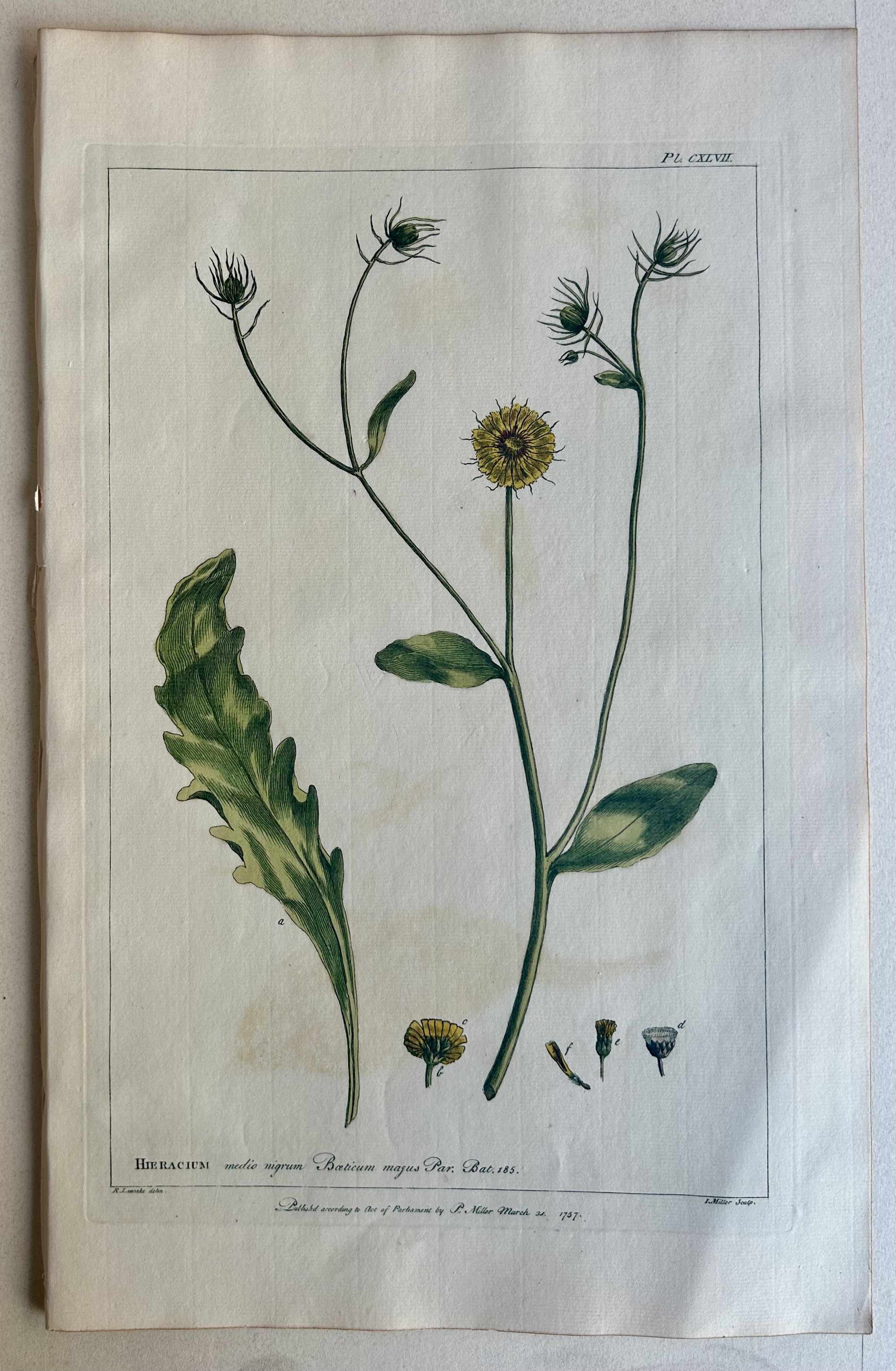 #147 Hieracium