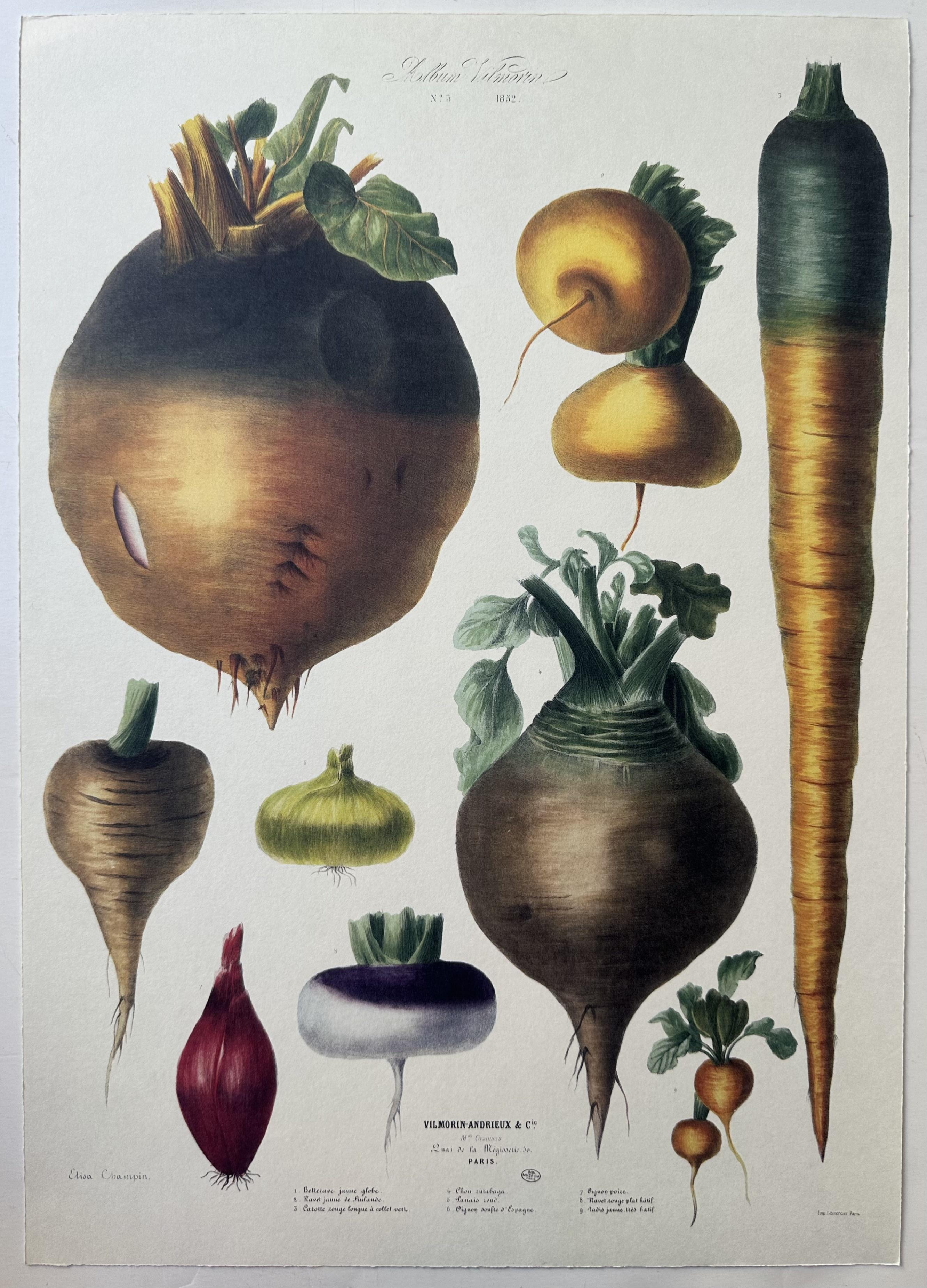Album Vilmorin Vegetable Print #3