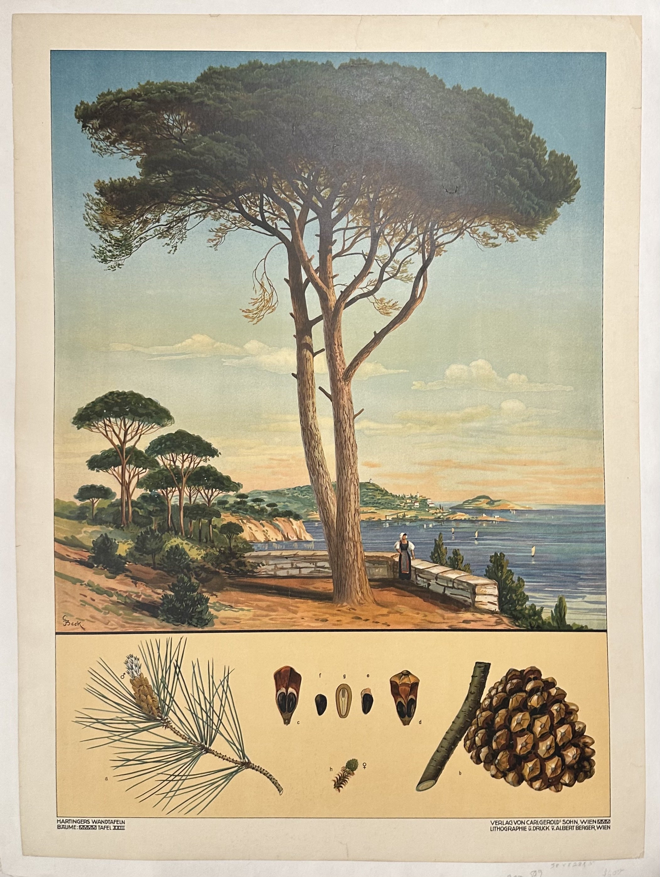 Wall Plates for the Education in Natural History: Conifers