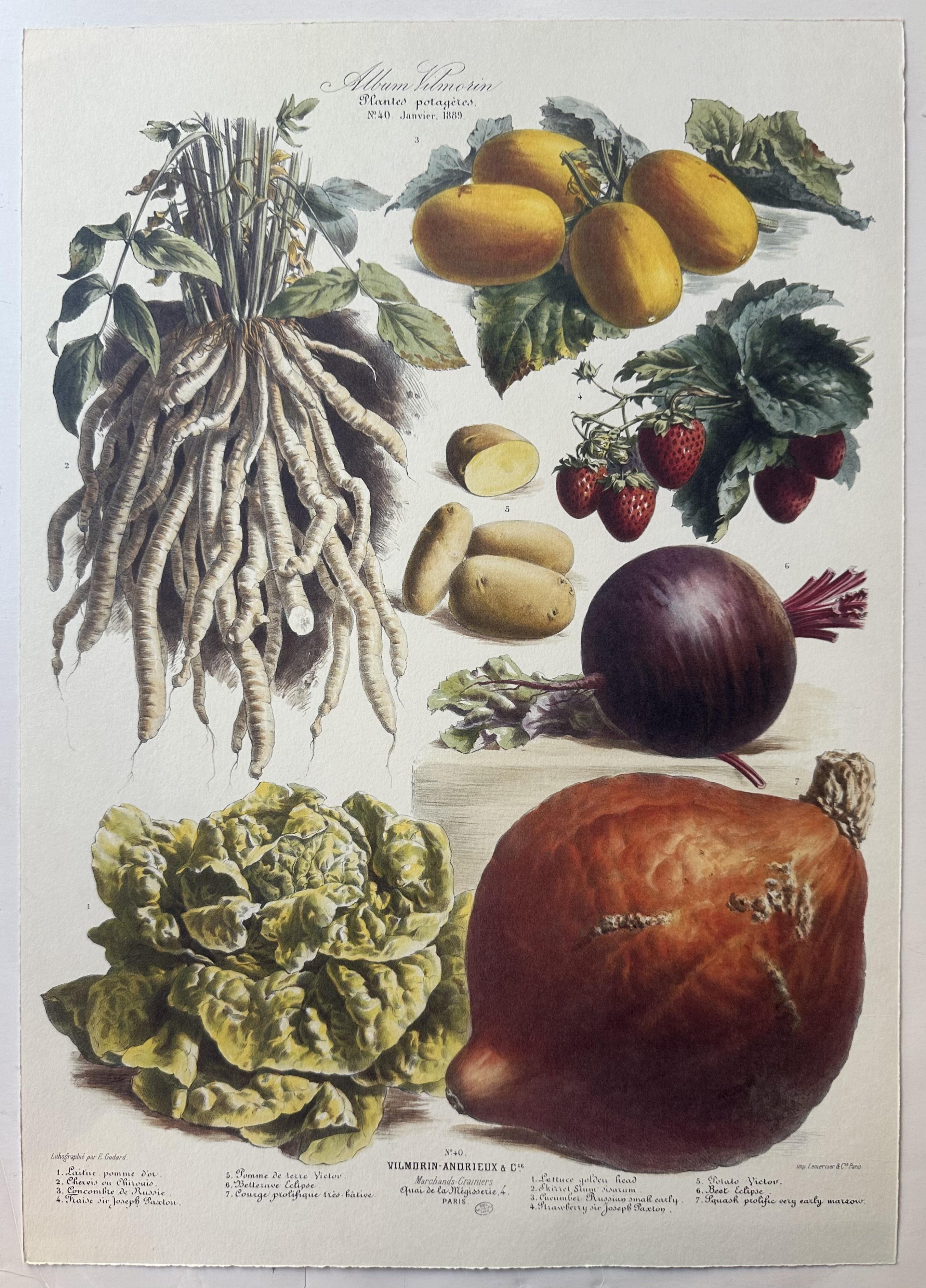 Album Vilmorin Vegetable Print #40