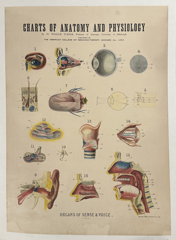 Link to Charts of Anatomy and Physiology: Organs of Sense & VoiceUSA, 1909 Product