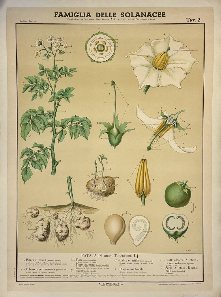 Botanical educational chart, titled "Famiglia delle Solanacee" (Solanaceae Family) and depicting the potato plant (Solanum Tuberosum), is an antique Italian poster from around the 1920s.