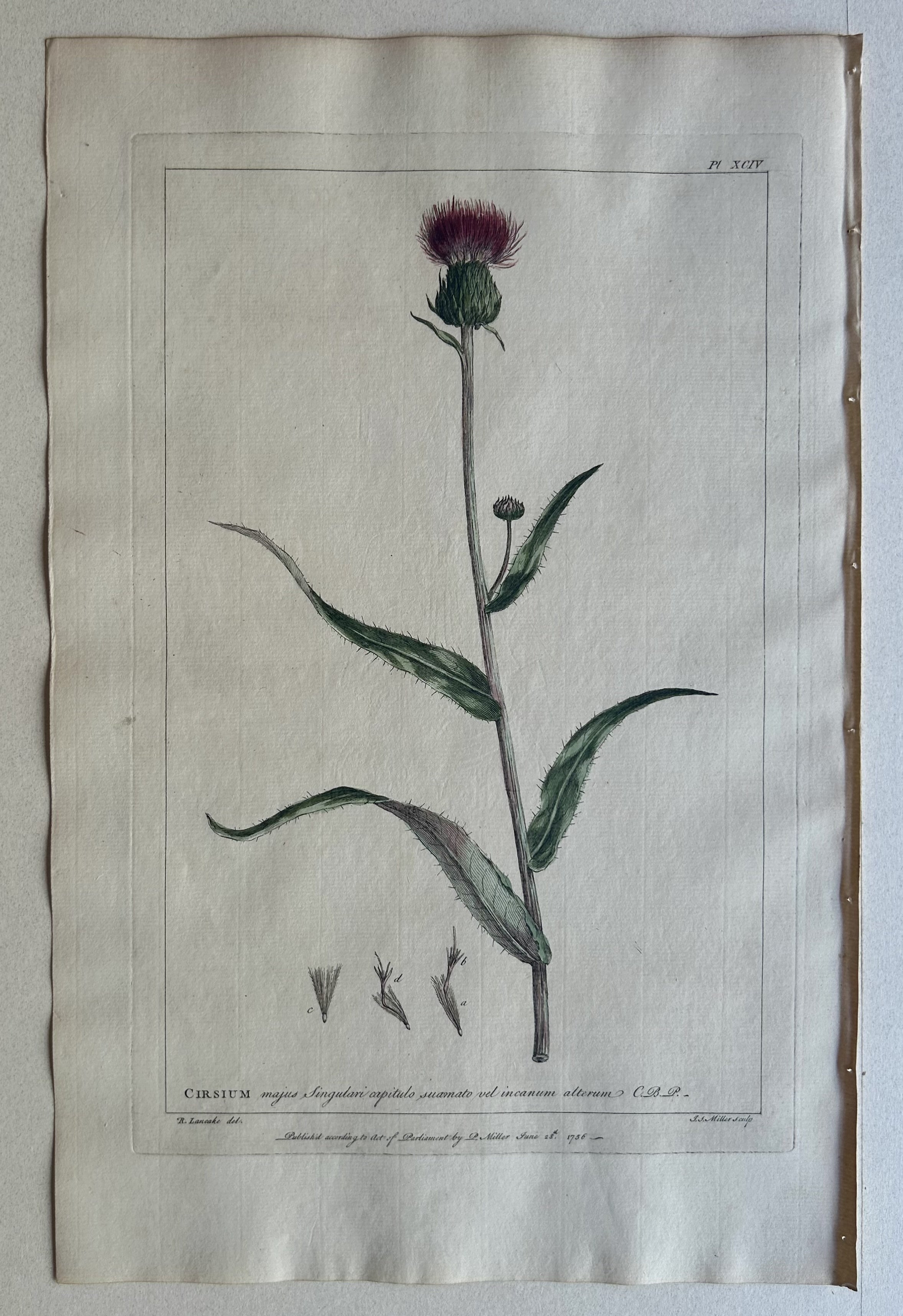 #94 Cirsium