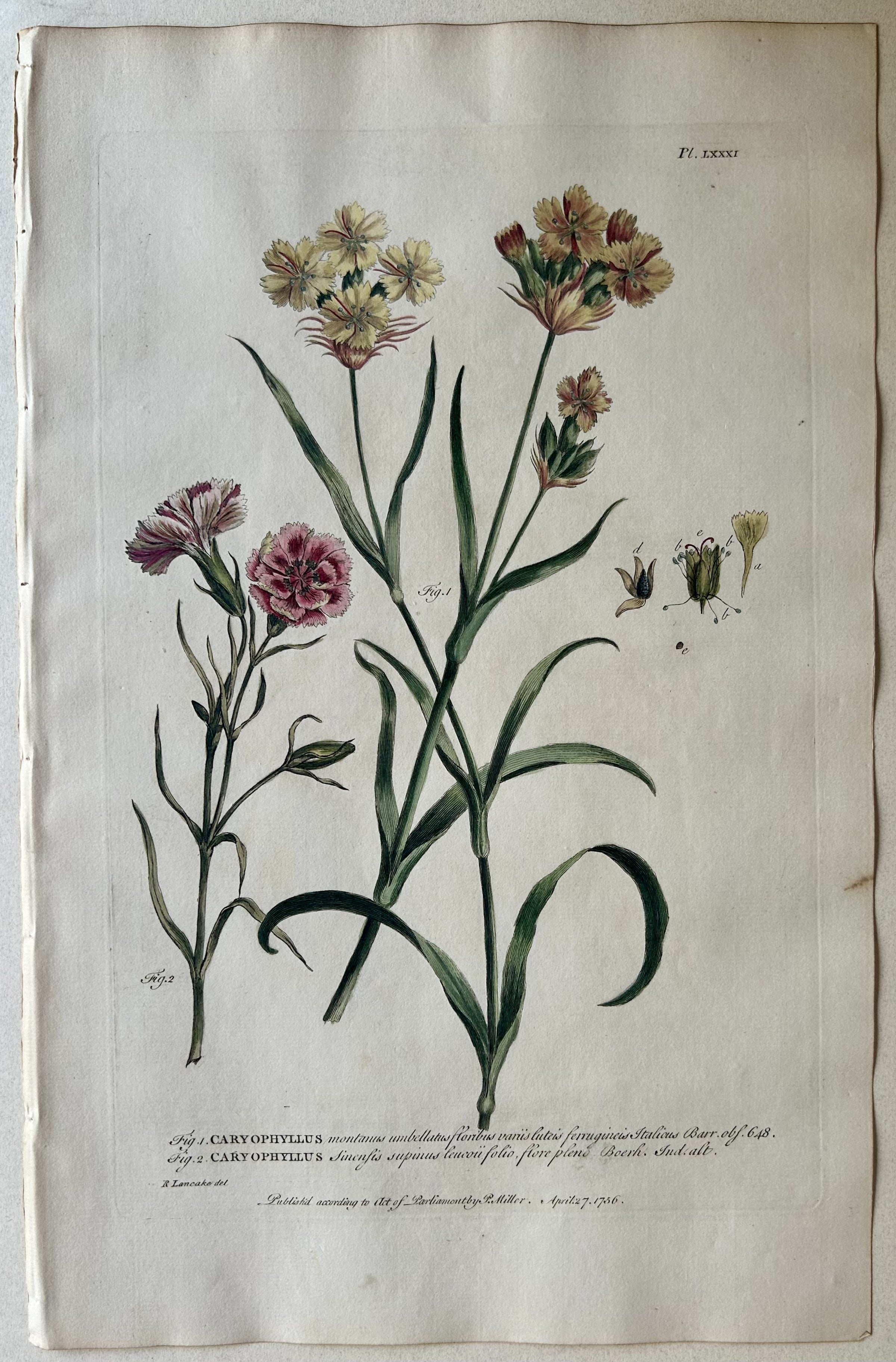 #81 Caryophyllus