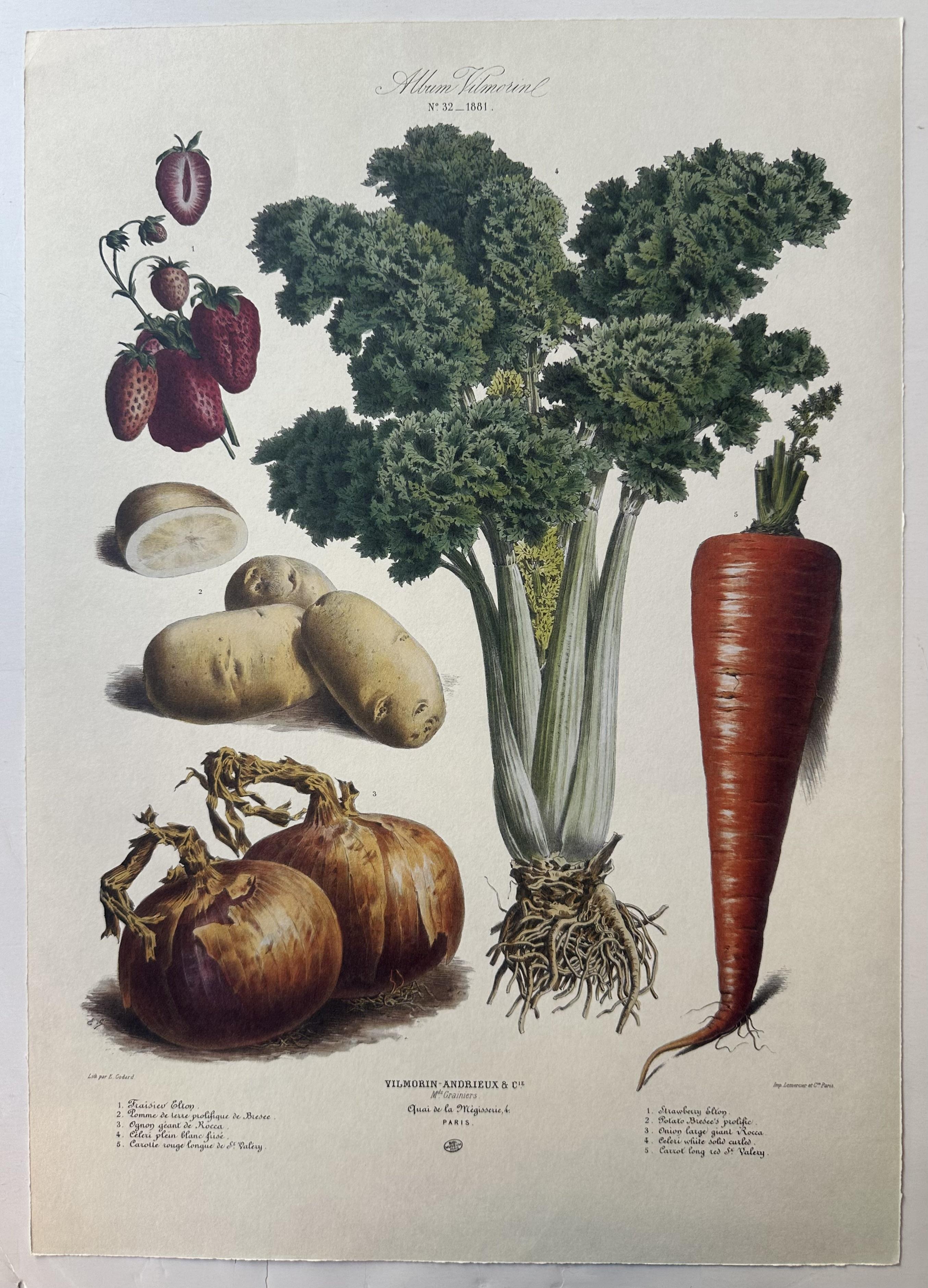 Album Vilmorin Vegetable Print #32