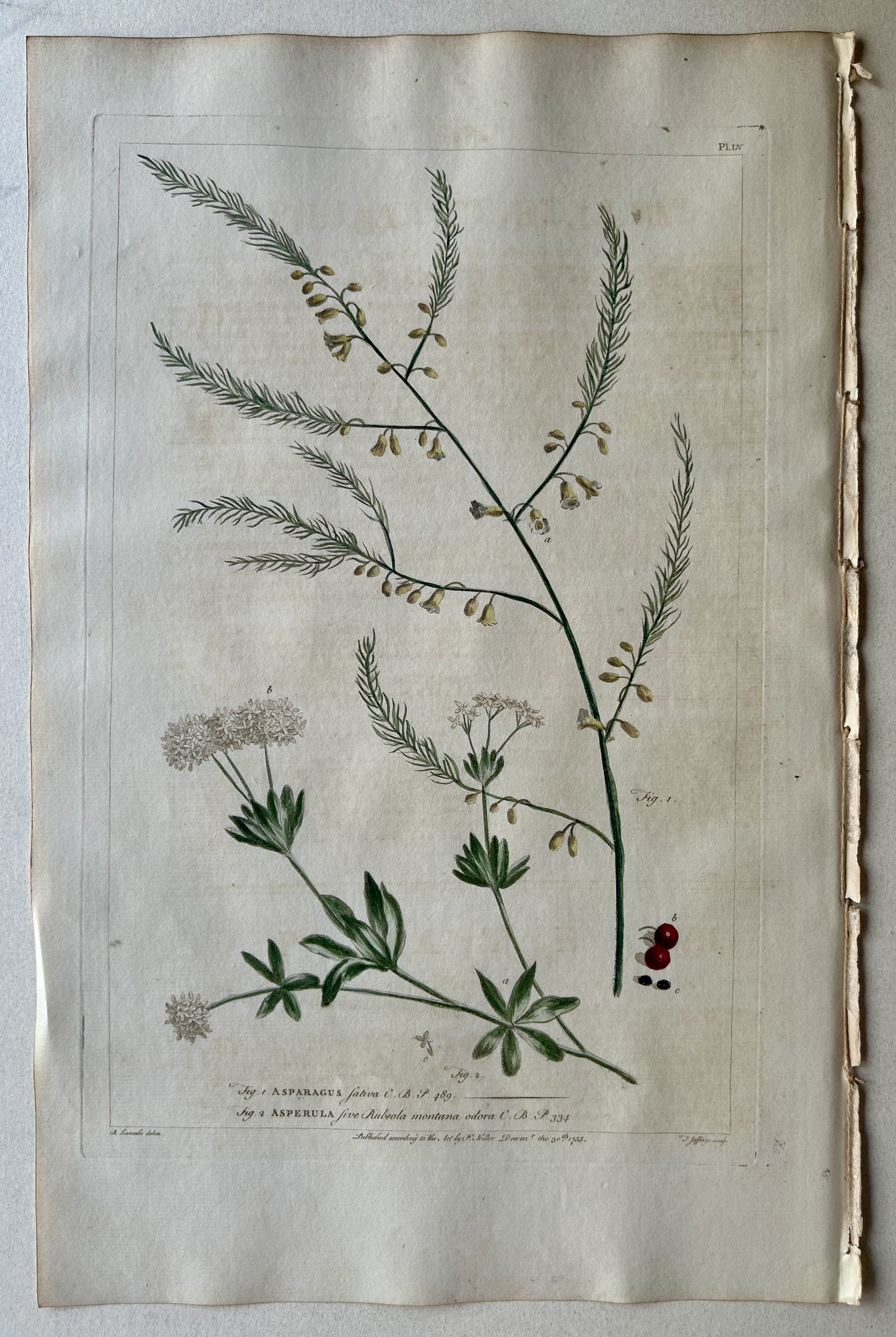 #55 Asparagus  Asperula