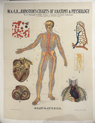 Link to Charts of Anatomy and Physiology: Heart & ArteriesScotland, c. 1910s Product