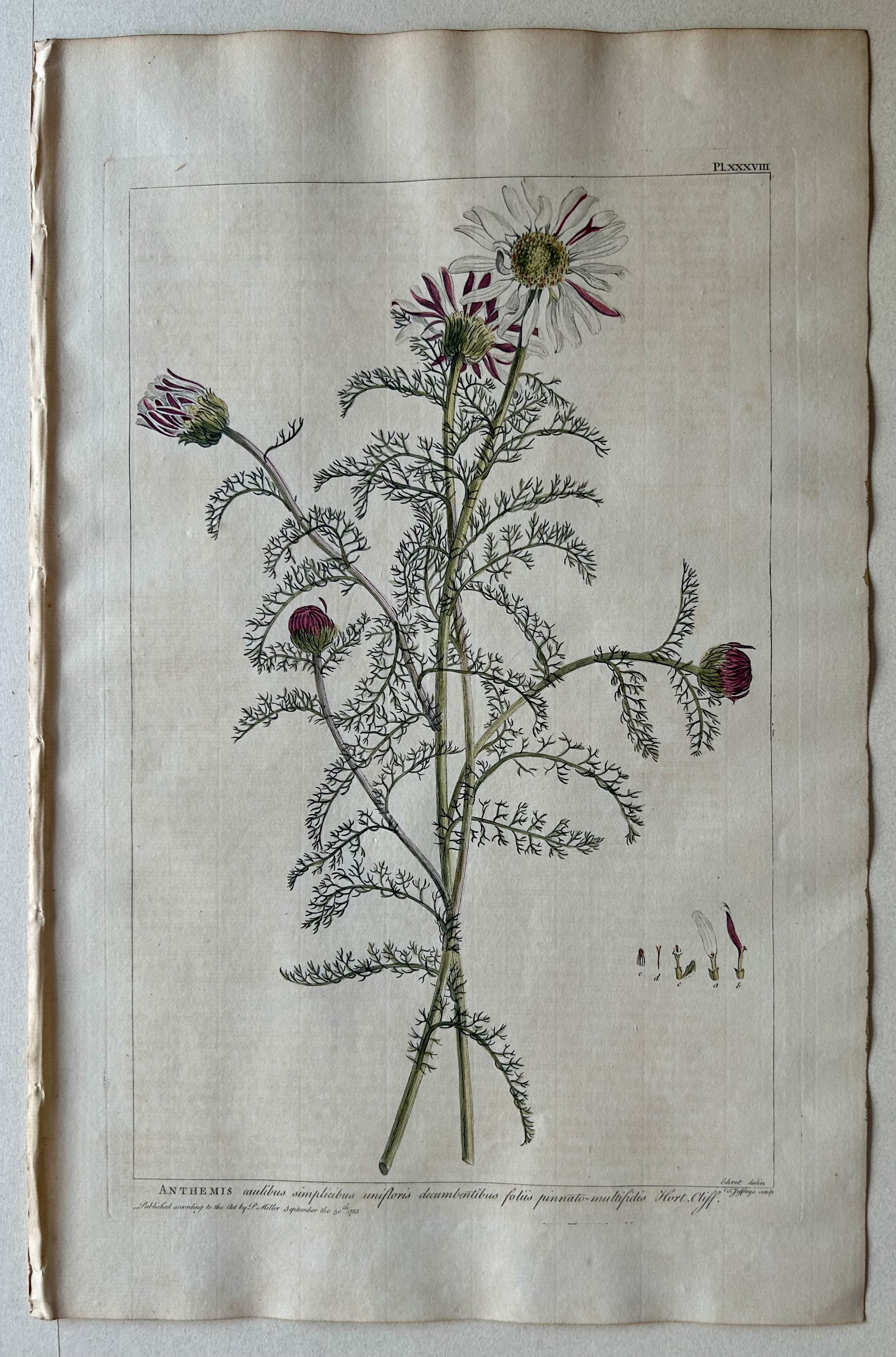 #38 Anthemis caulibus simplicibus