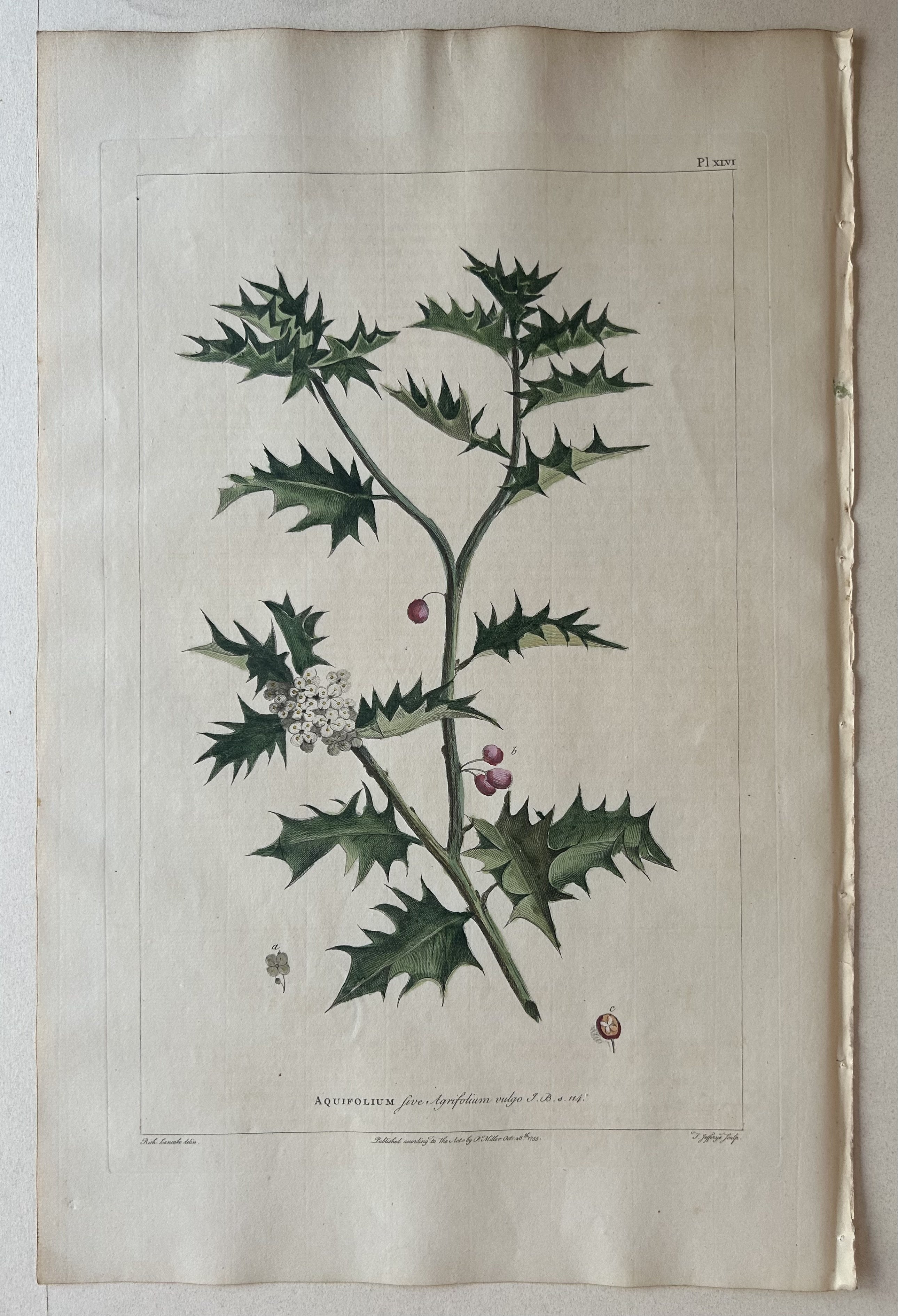 #46 Aquifolium Agrifolium