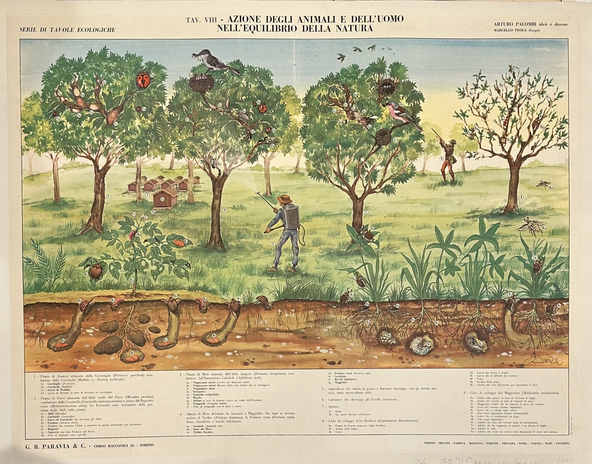 The presence of Italian text on the poster, such as "SERIE DI TAVOLE ECOLOGICHE," "AZIONE DEGLI ANIMALI E DELL'UOMO NELL'EQUILIBRIO DELLA NATURA," and "G. B. PARAVIA & C.,