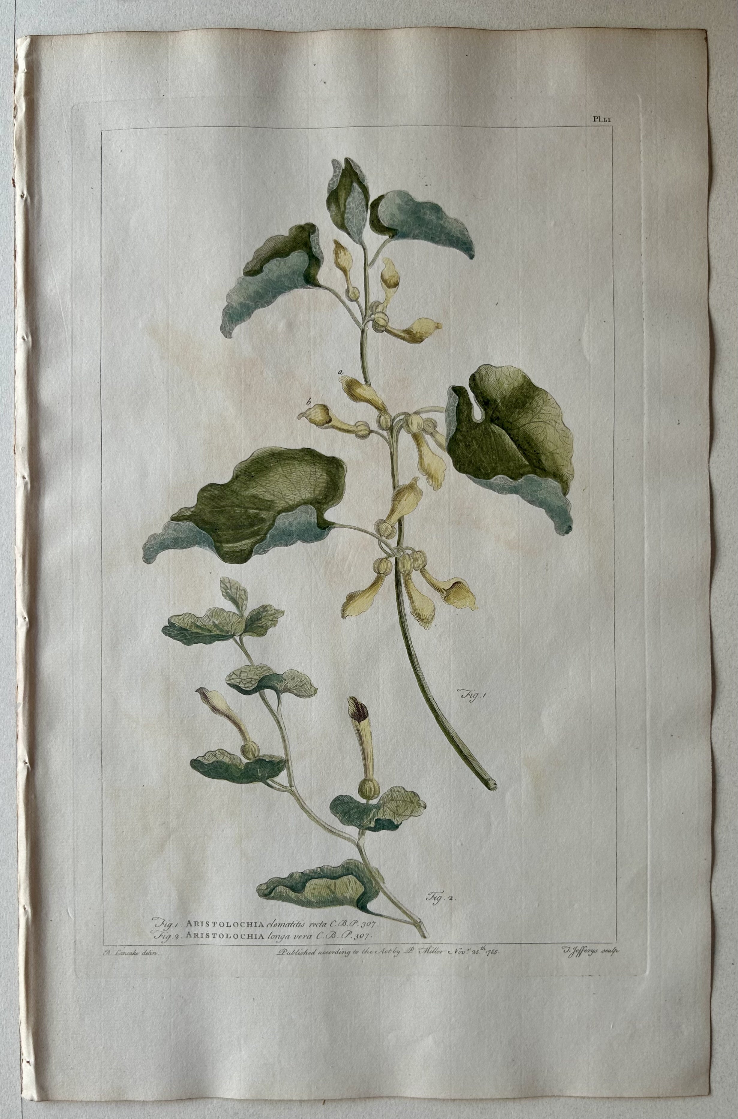 #51 Aristolochia clematitis