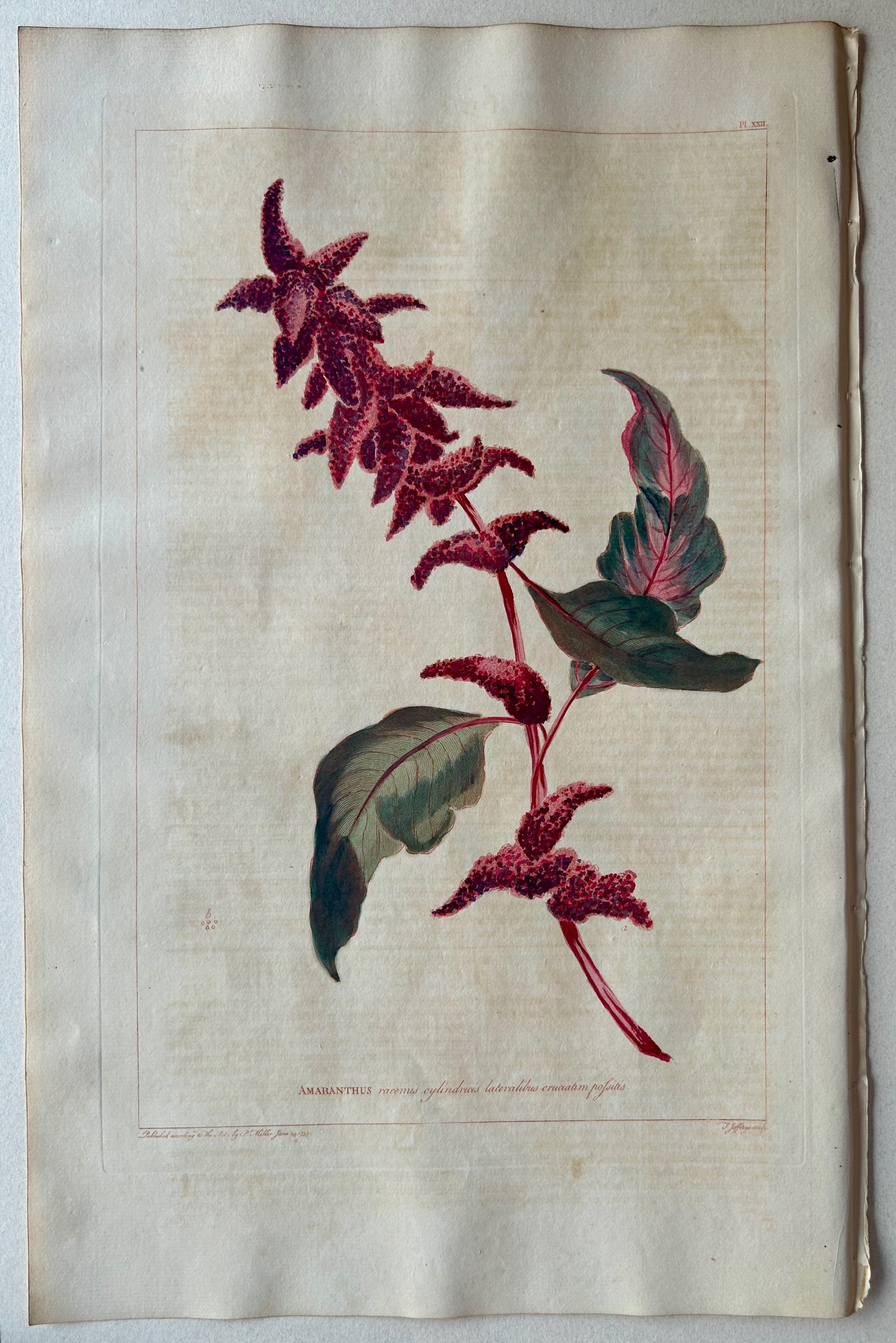 #22 Amaranthus racemis cylindiris
