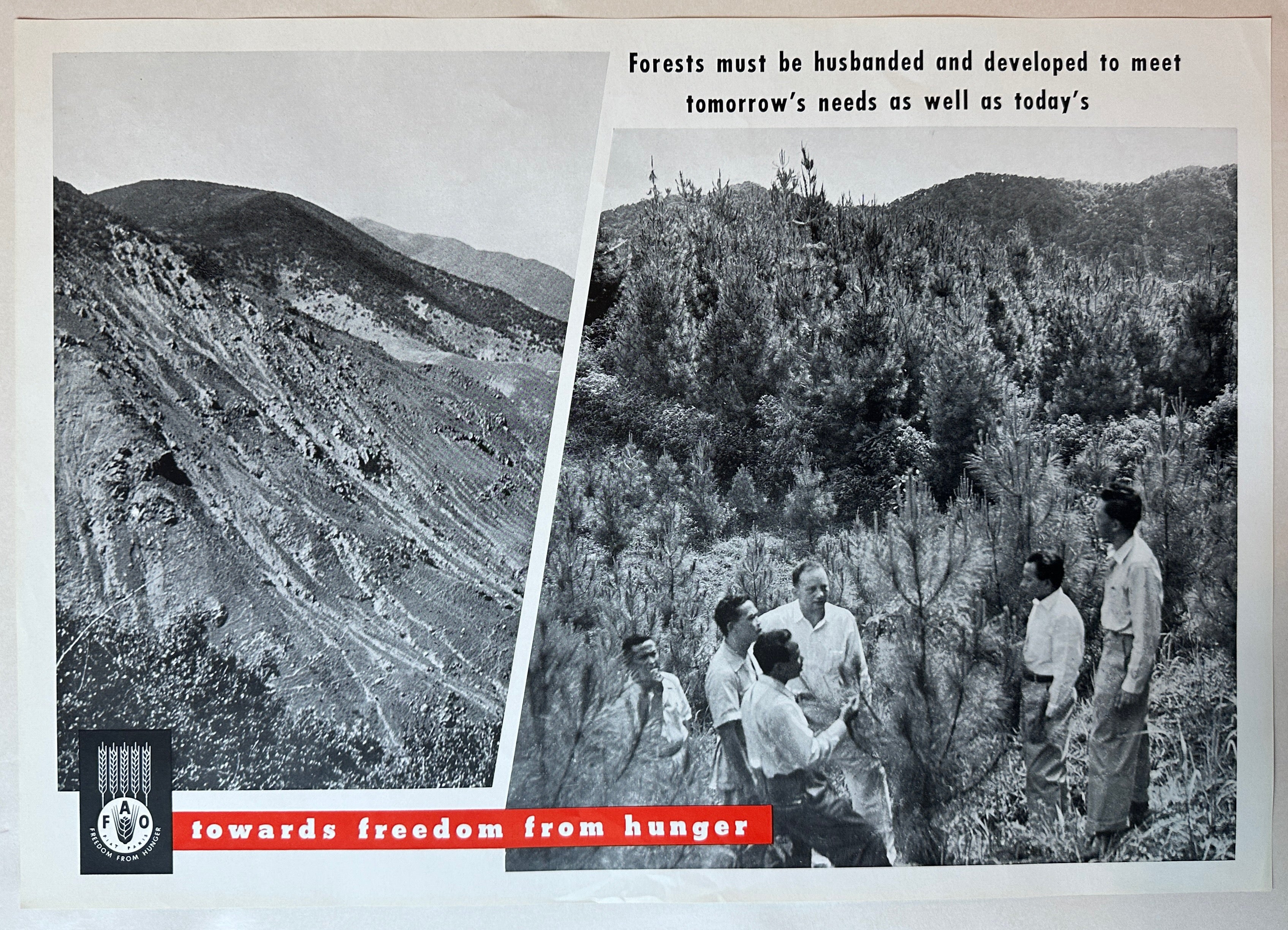 Freedom From Hunger Forestry Poster