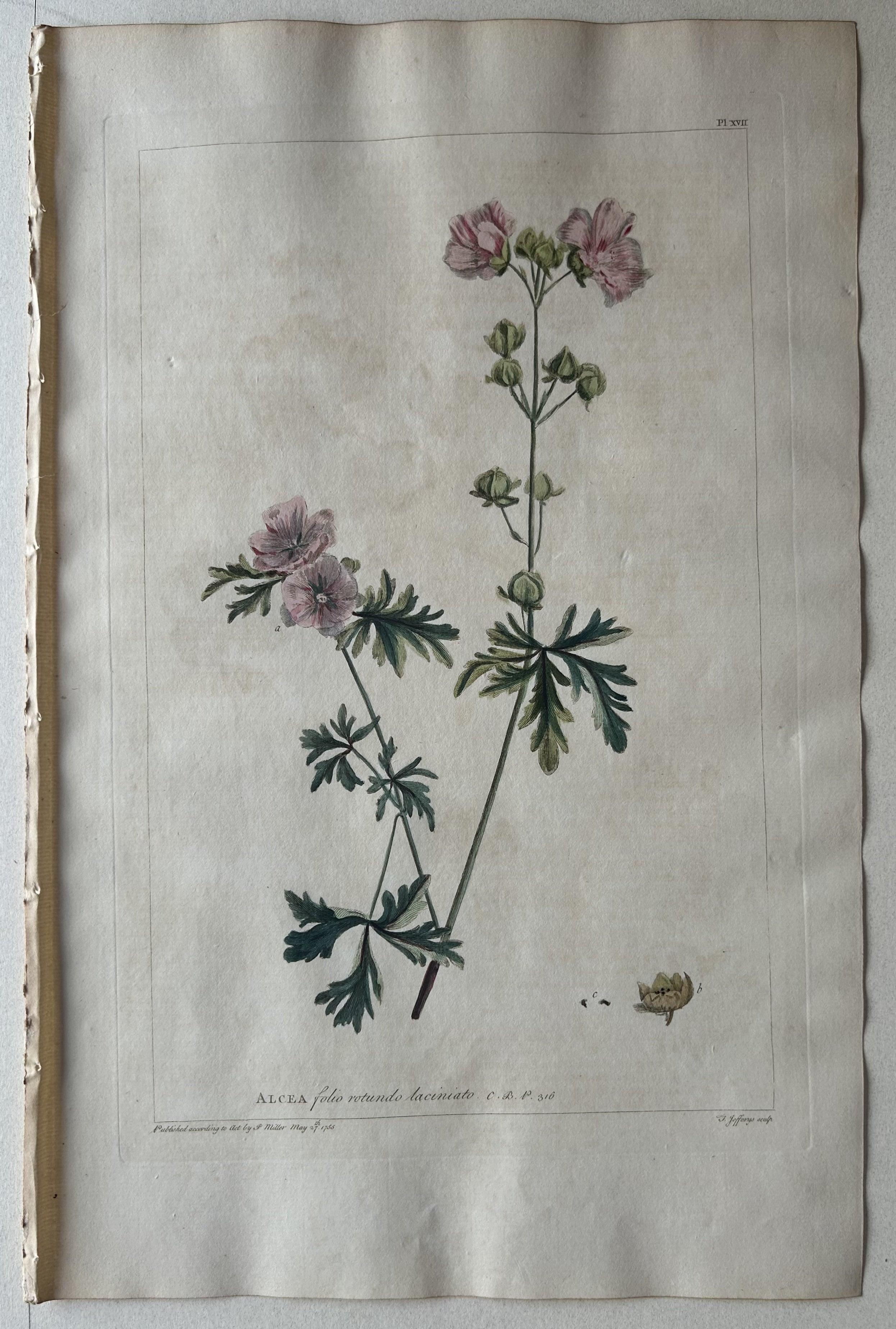 #17 Alcea folio rotundo