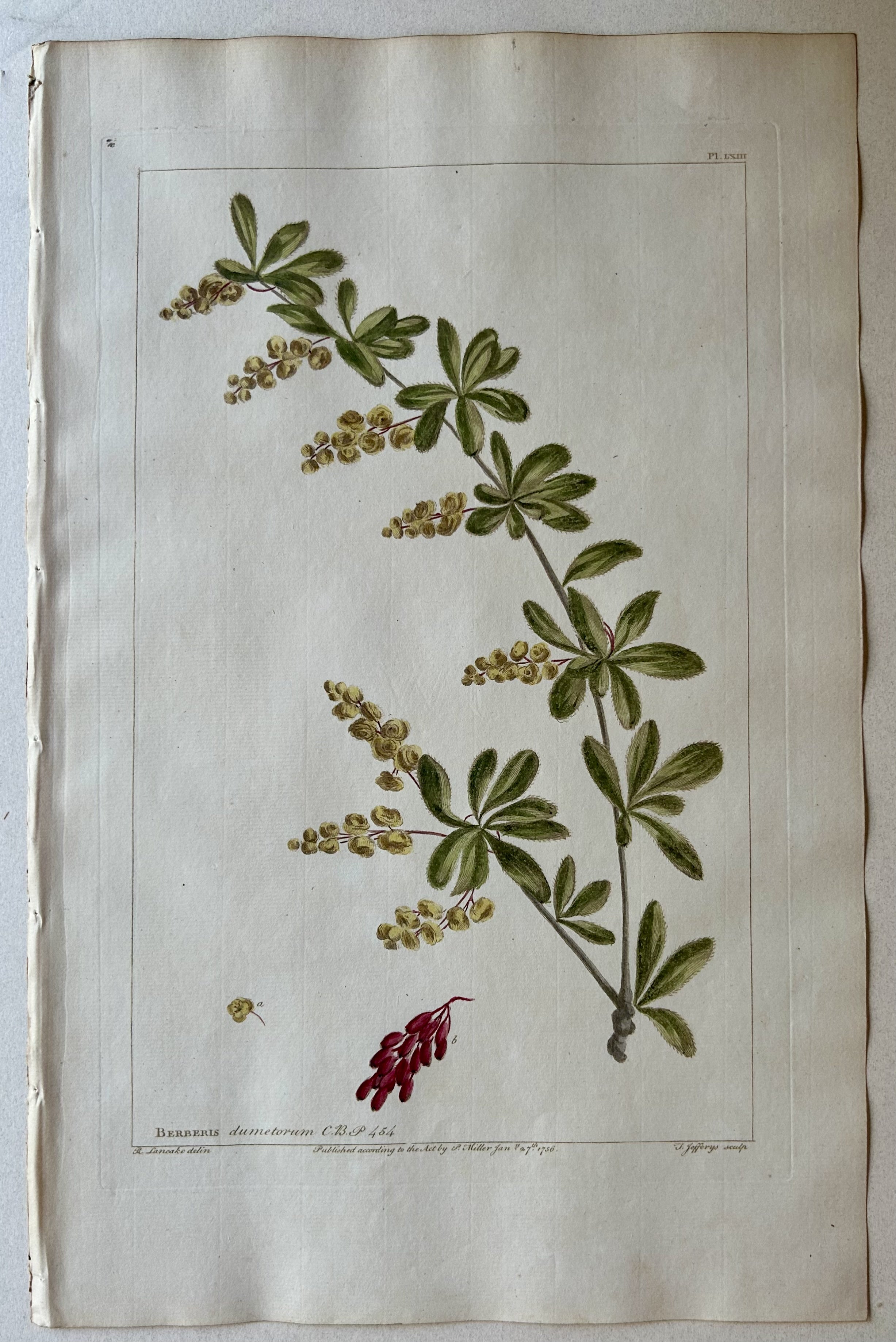 #63 Berberis dumetorum