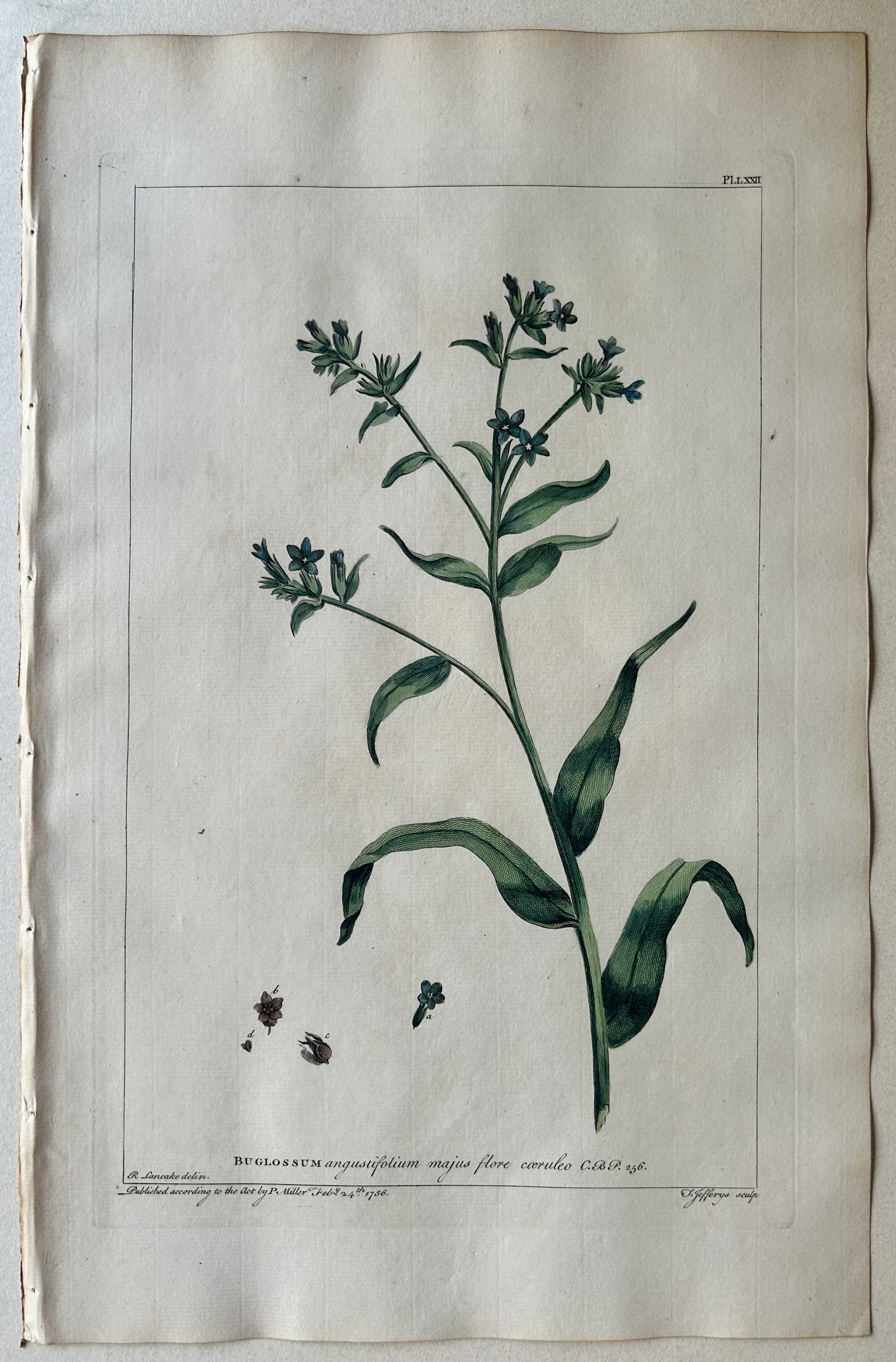 #72 Buglossum angustifolium