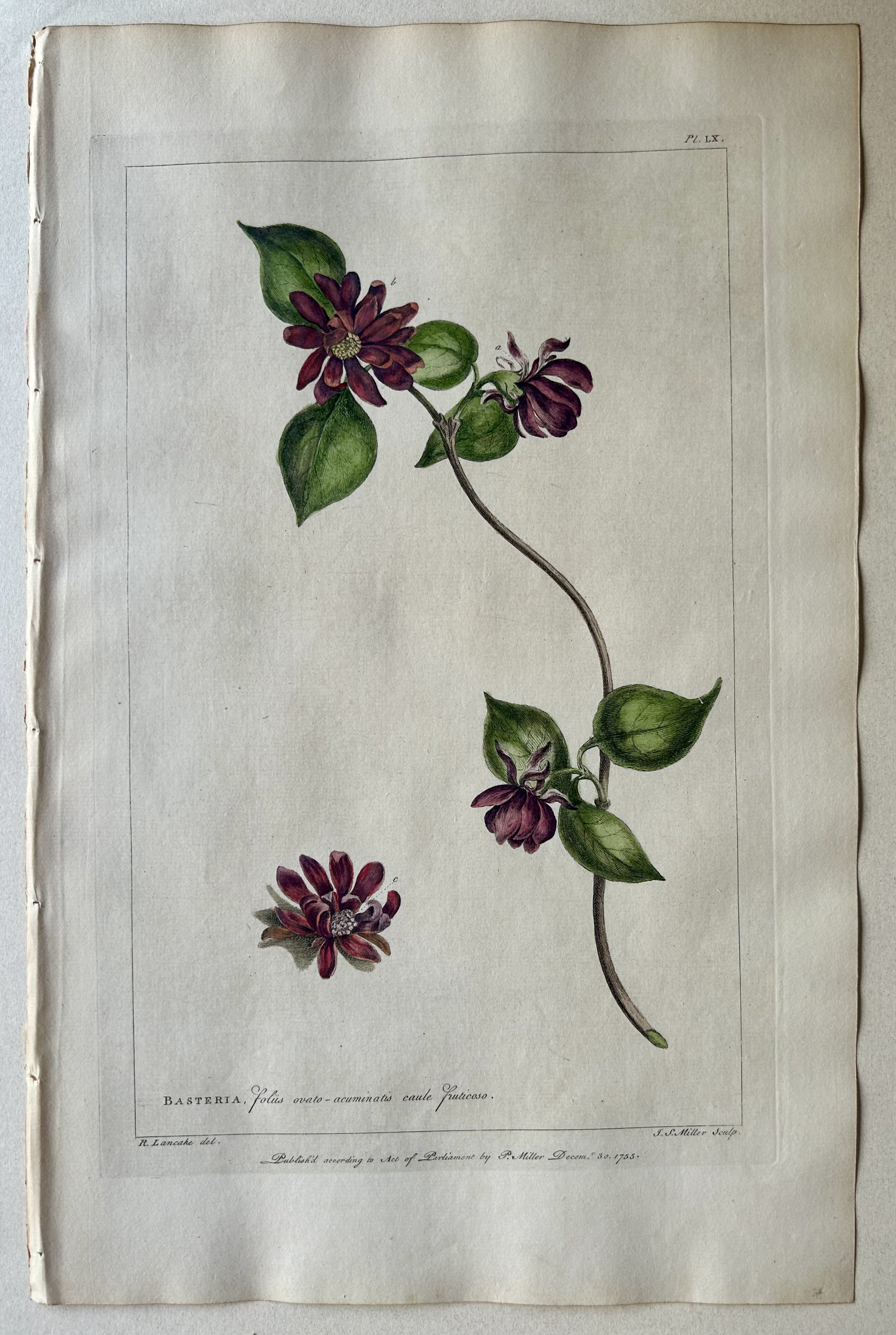 #60 Basteria foliis ovato