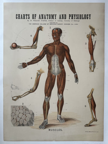 Link to Charts of Anatomy and Physiology: MusclesUnited States, c. 1909 Product