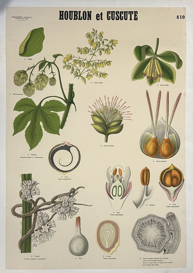 The poster, titled "HOUBLON et CUSCUTE," is a vintage school chart from the 1960s. It was published by Norstedt's School Department in Stockholm, Sweden