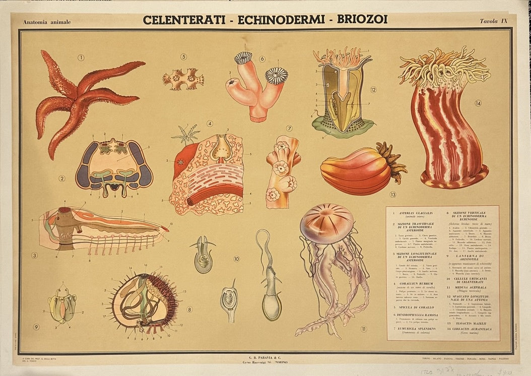 The text on the poster, such as "Anatomia animale" (Animal Anatomy), "Celenterati - Echinodermi - Briozoi" (Coelenterates - Echinoderms - Bryozoans), and "Tarola IX" (Table IX), is in Italian.