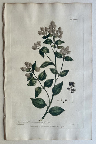 Link to  #86 CeanothusEngland, 1770  Product