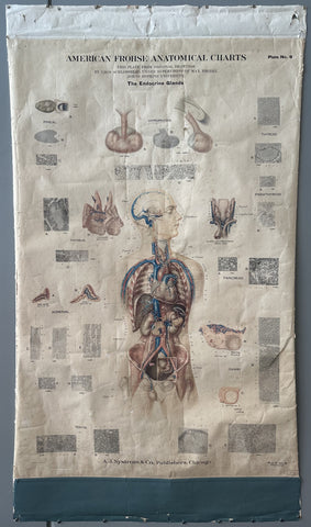 Link to American Frohse Anatomical Charts PosterUnited States, c. 1918 Product