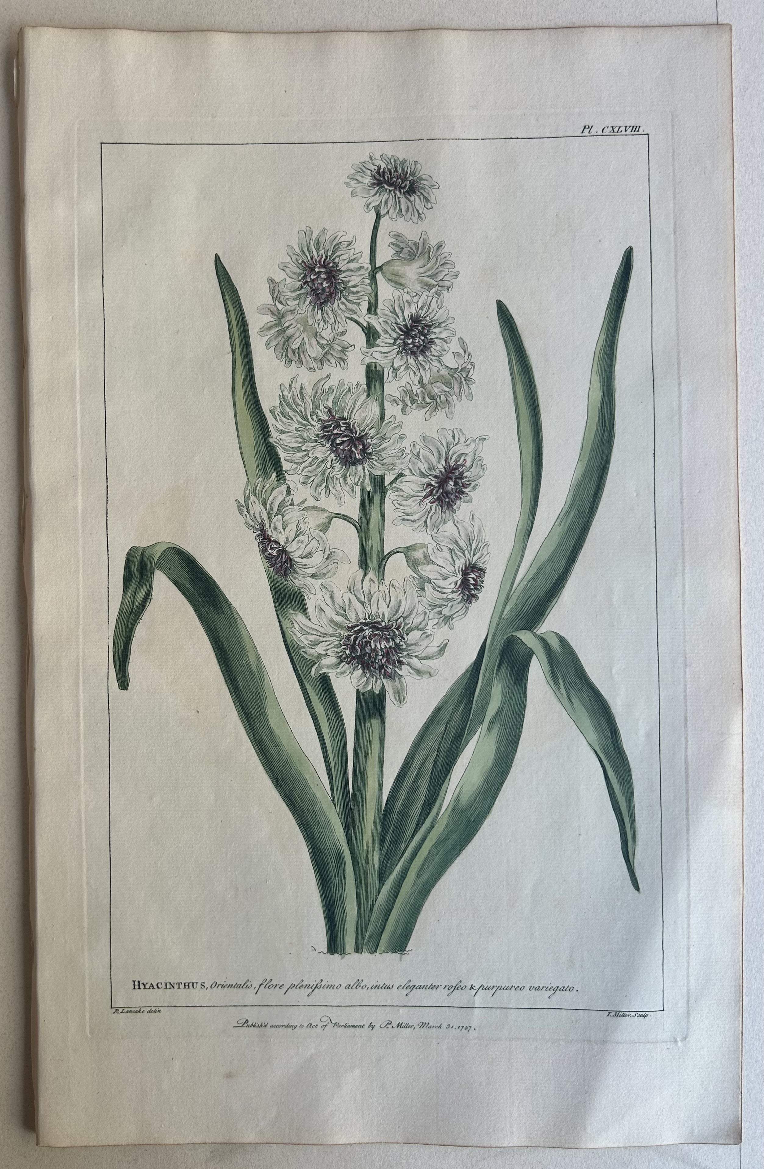 #148 Hyacinthus