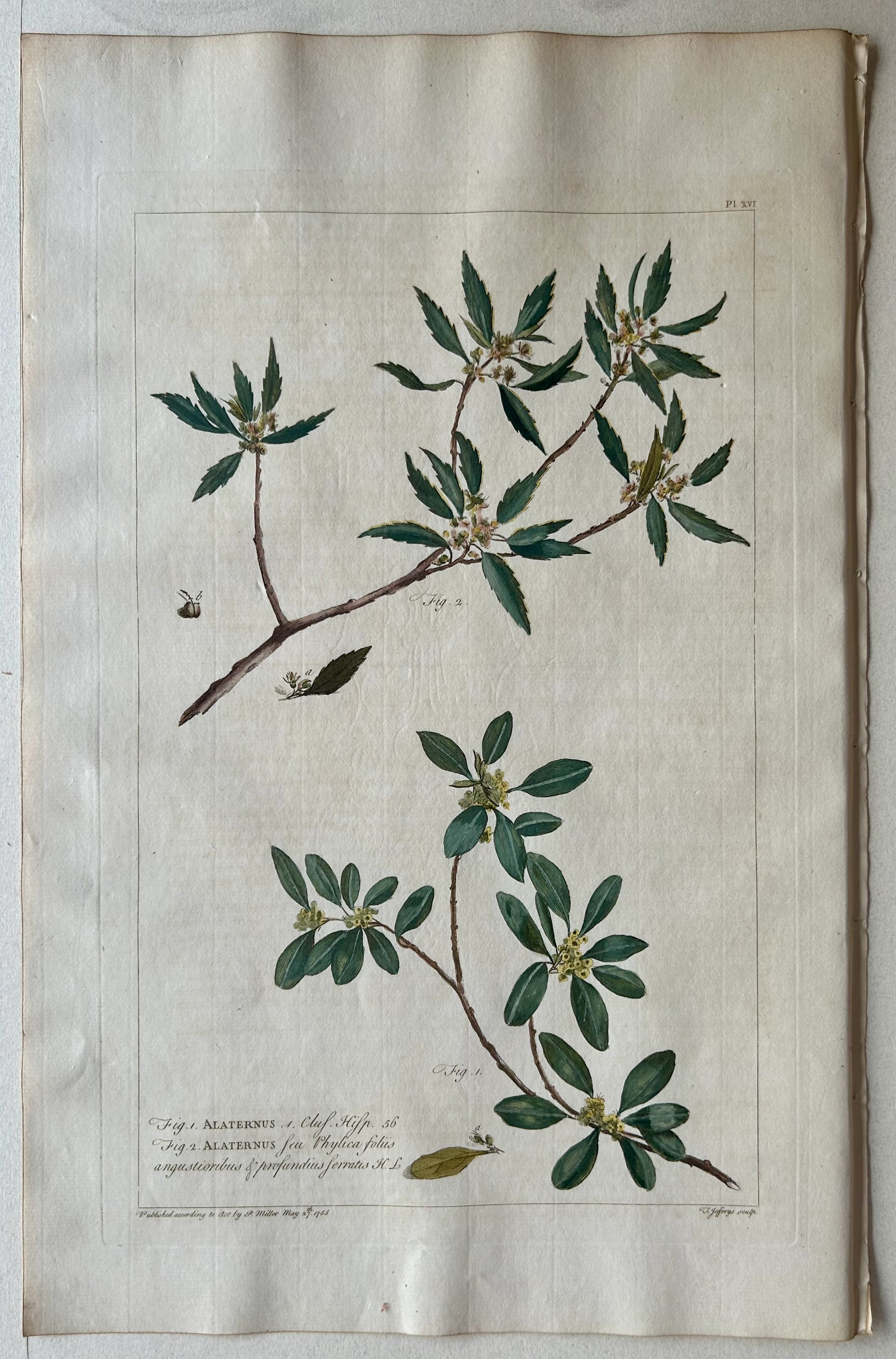 #16 Alaternus feu phylica foliis