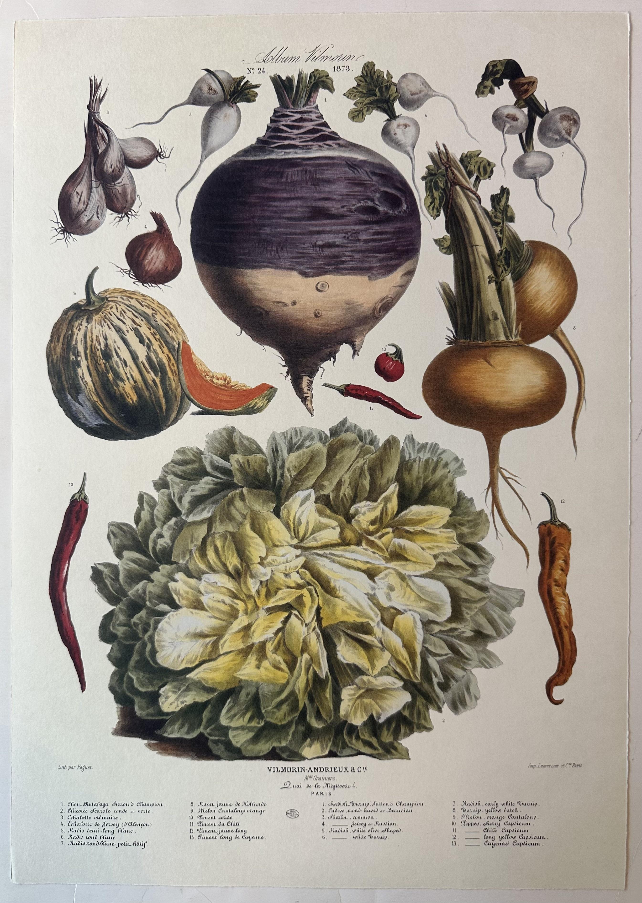 Album Vilmorin Vegetable Print #24