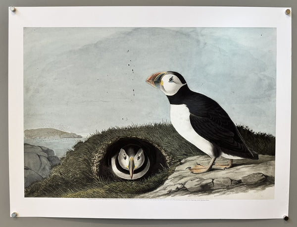 Atlantic Puffin - Print – Poster Museum