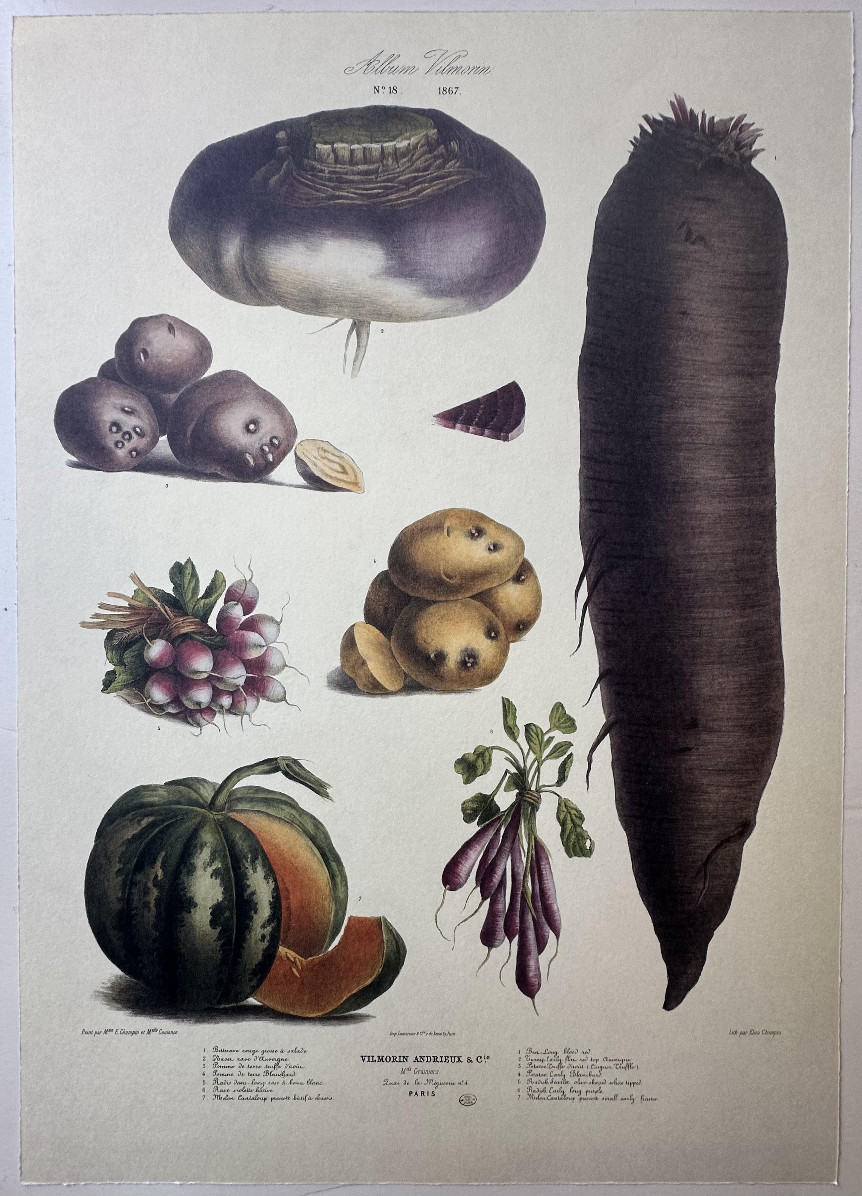 Album Vilmorin Vegetable Print #18