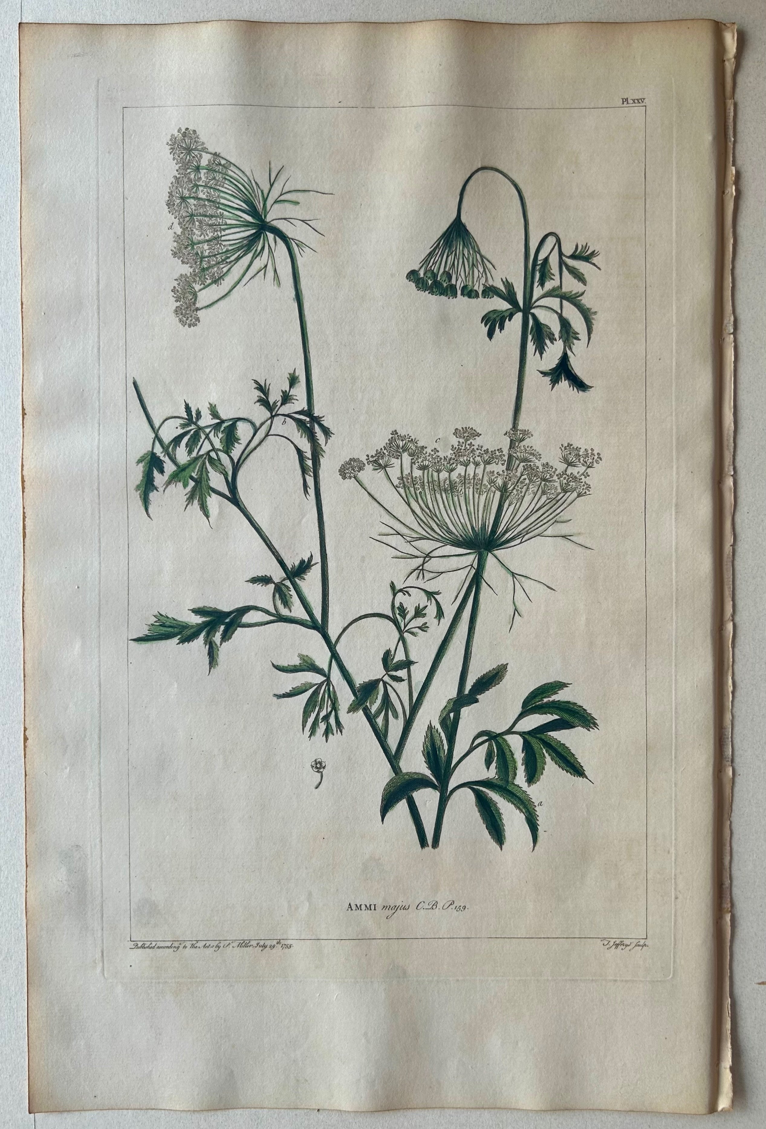 #25 Ammi majus