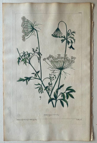 Link to  #25 Ammi majusLondon, 1770  Product