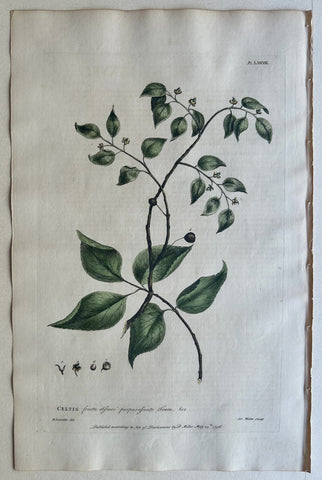 Link to  #88 CeltisEngland, 1770  Product