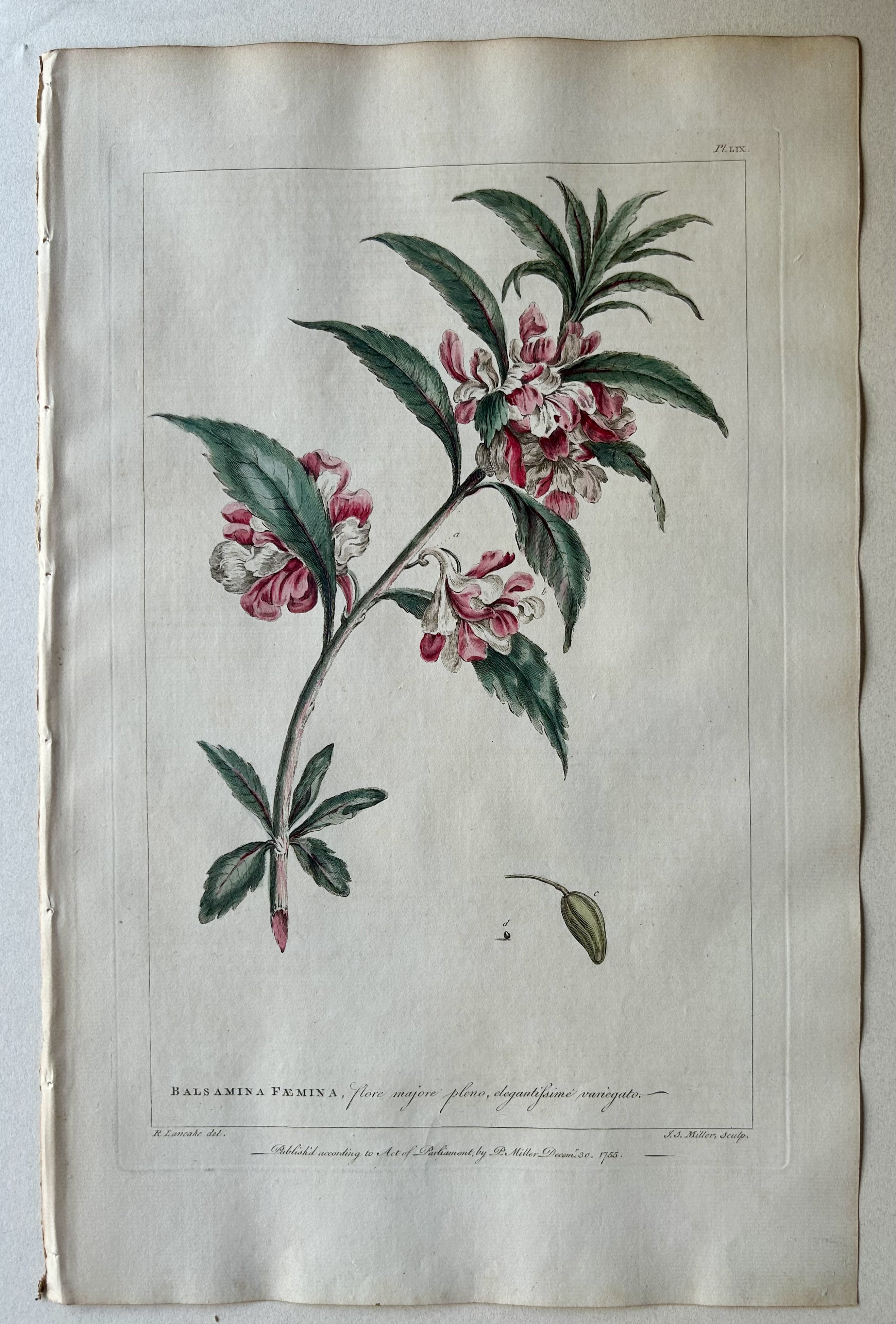 #59 Balsamina fæmina