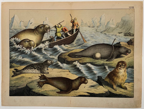 Link to  Seal & Walrus TypesC. 1890  Product