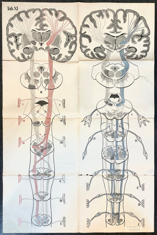 Link to  Pathways of Brain Sensitivity ChartGermany, c. 1928  Product