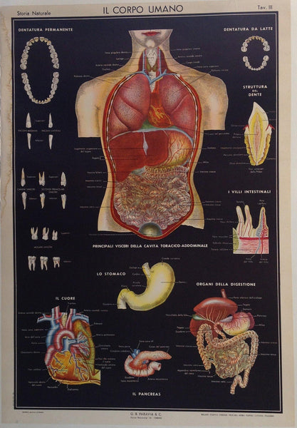 Poster Di Anatomia Umana - Resi Gratuiti Entro 90 Giorni - Temu Italy