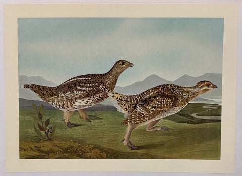 Link to  Sharp-Tailed Grouse by John James Audubon1827-c.1950  Product
