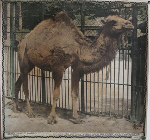 Link to  Einhockeriges Kamel Camelus Dromedarius LStaatsdruckerei  Product